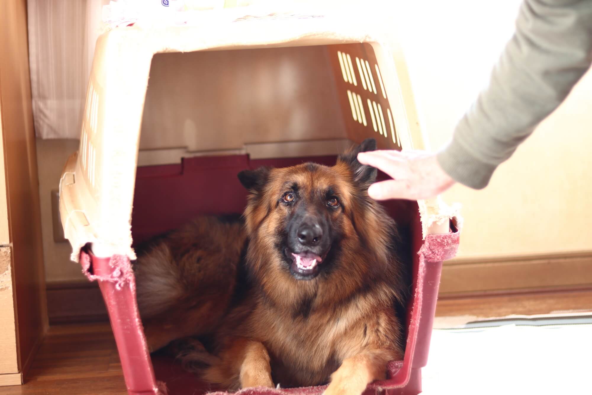 ジャーマンシェパードは室内飼いできる？暮らしやすくする工夫
